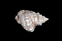 藏品(扭法螺)的圖片